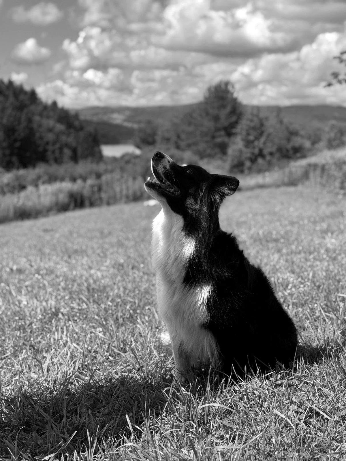 Border collie siedzący na łące, w tle Jezioro Mucharskie i góry